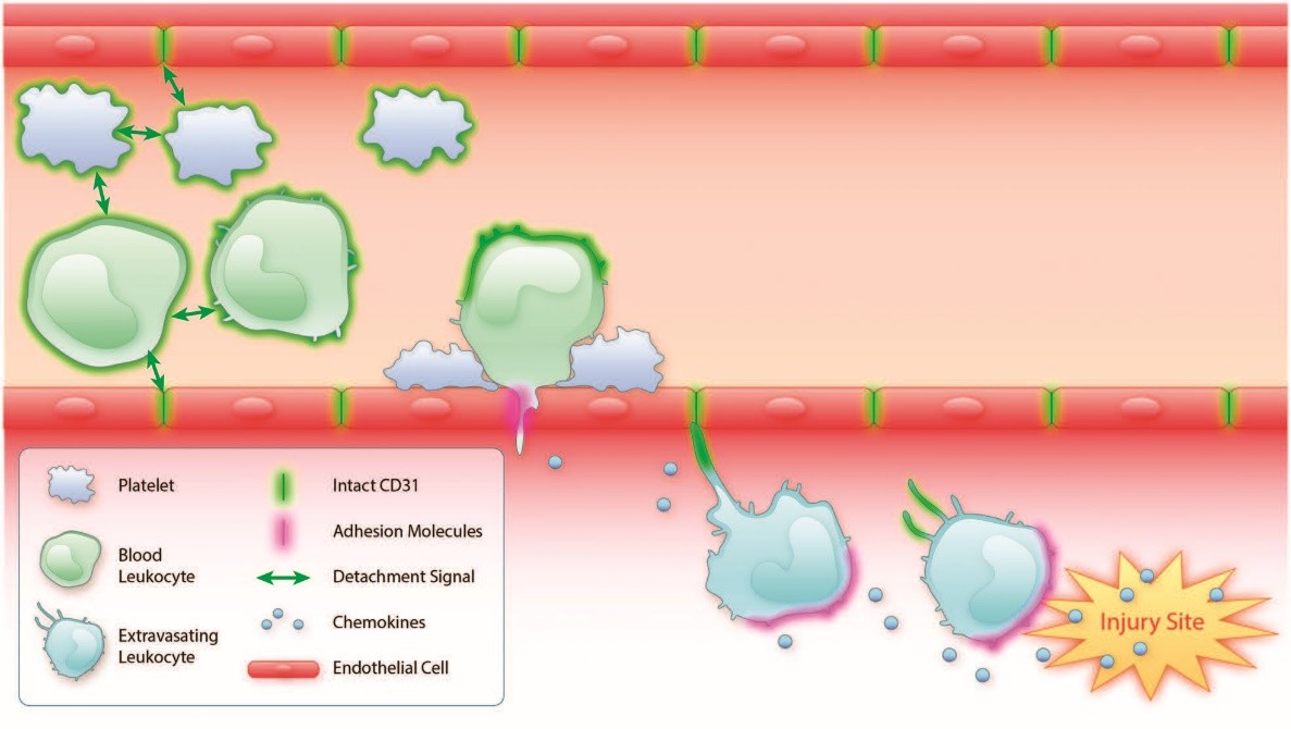 Distribution and function of CD31 molecules on cells at the blood-vessel interface.