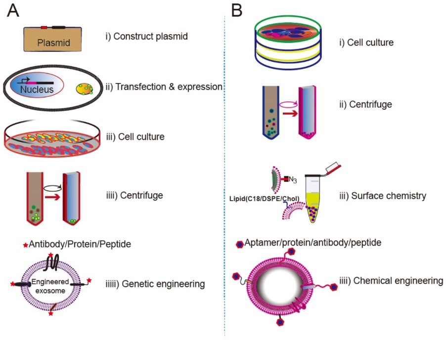 Engineering exosomes displaying targeting ligands. (Liang, et al., 2021)
