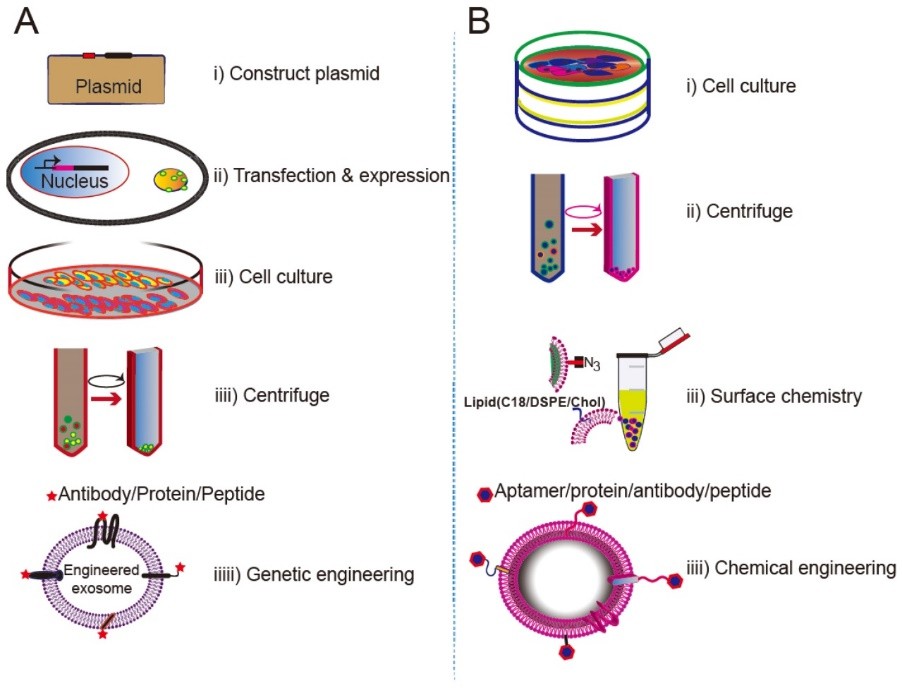 Approaches for engineering exosomes displaying targeting ligands.