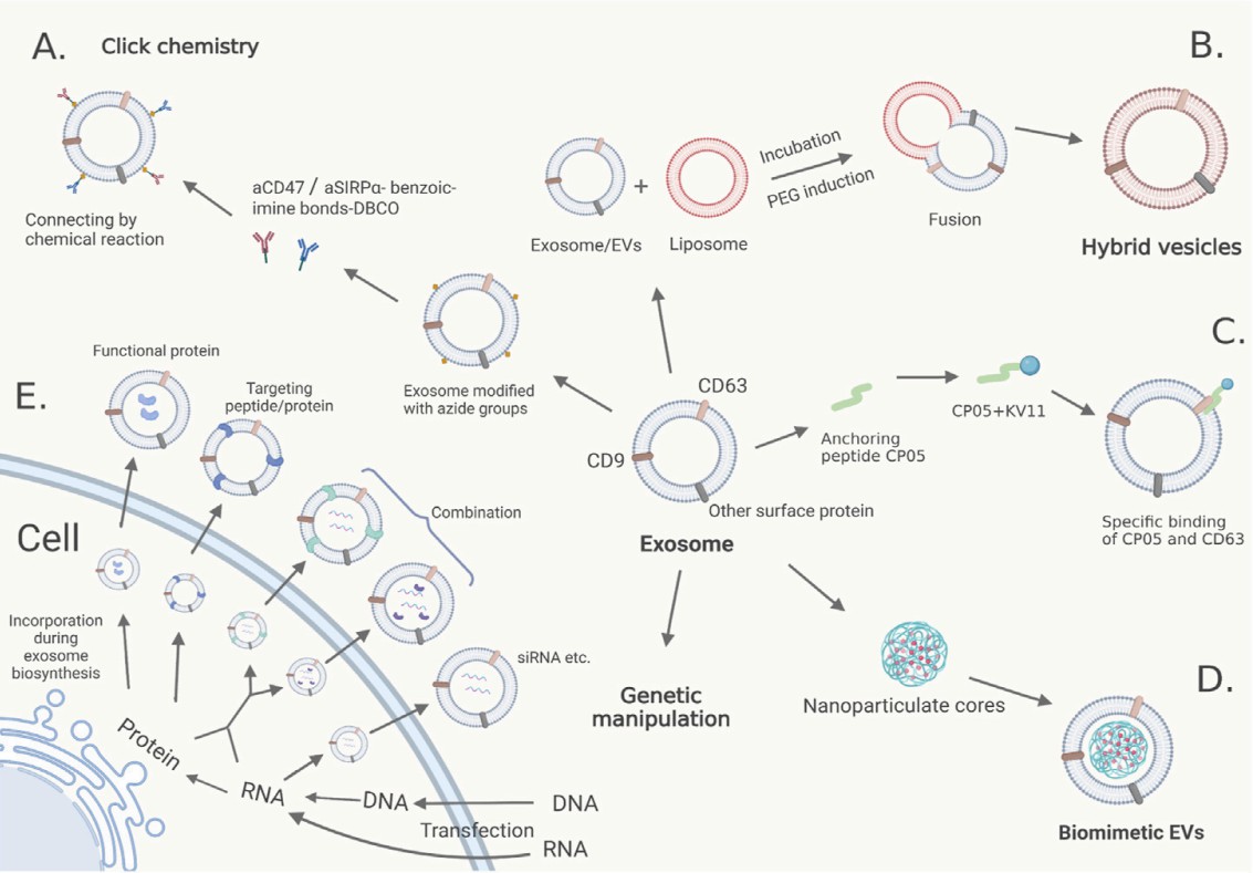 Fig. 1 Exosome modification methods. (Xiao, Zihan & Feng, 2023)
