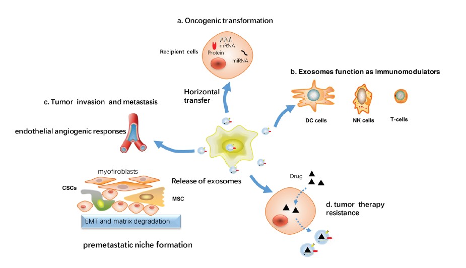 Exosomes-mediated signaling in breast cancer. (Jia, et al., 2017