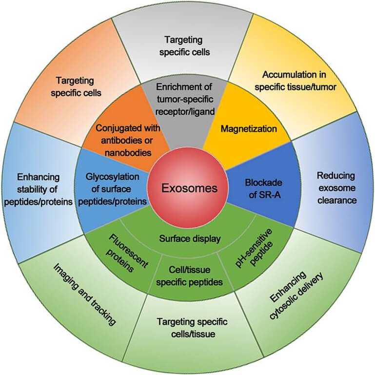 Exosome modification enhances cancer cell targeting. (Wang, et al., 2017)