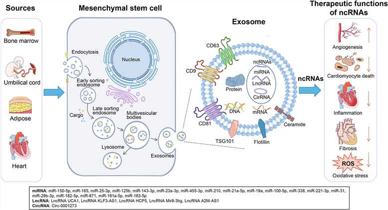 Potential therapeutic functions of mesenchymal stem cell-derived exosomes. (Liu, et al., 2023)