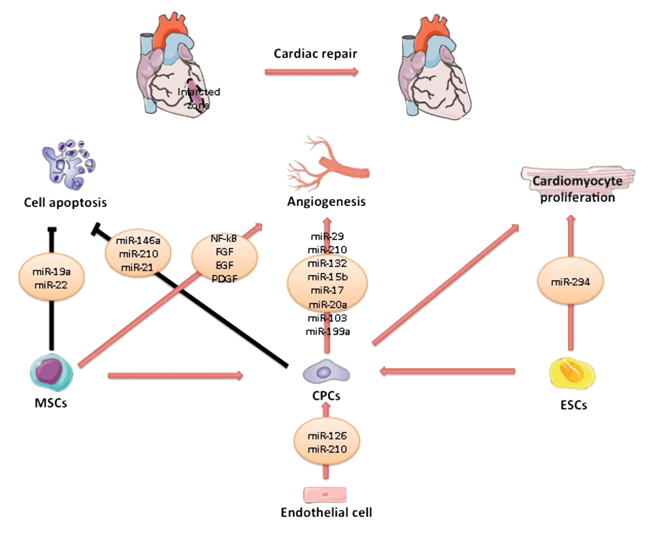 Exosomes released from mesenchymal stem cells (MSCs), cardiac progenitor cells (CPCs), and embryonic stem cells (ESCs) participate cardiac repair after myocardial infarction through inhibition of cell apoptosis, stimulation of angiogenesis, and cardiomyocytes proliferation.