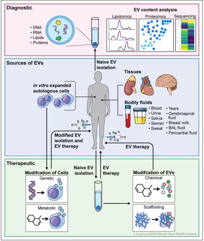 Fig.2 EV diagnostics and various strategies for EV-based therapies.