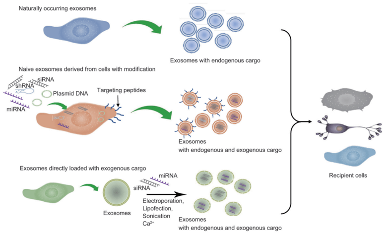Cargo loading of exosomes for therapeutic purposes. 