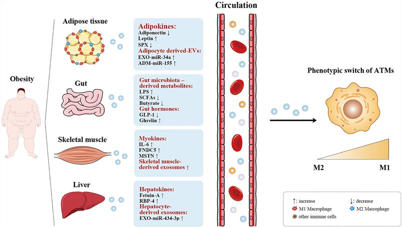 ATM polarization involving organic factors and exosomes. (Wang, et al., 2022)