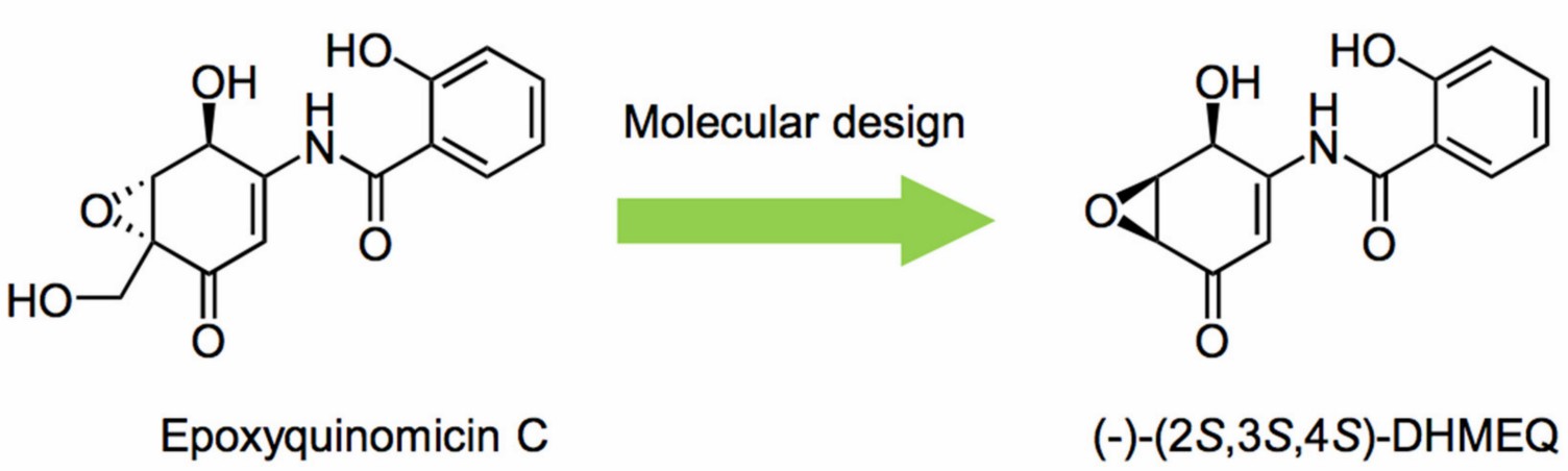 Molecular design of DHMEQ based on an antibiotic epoxyquinomicin C.