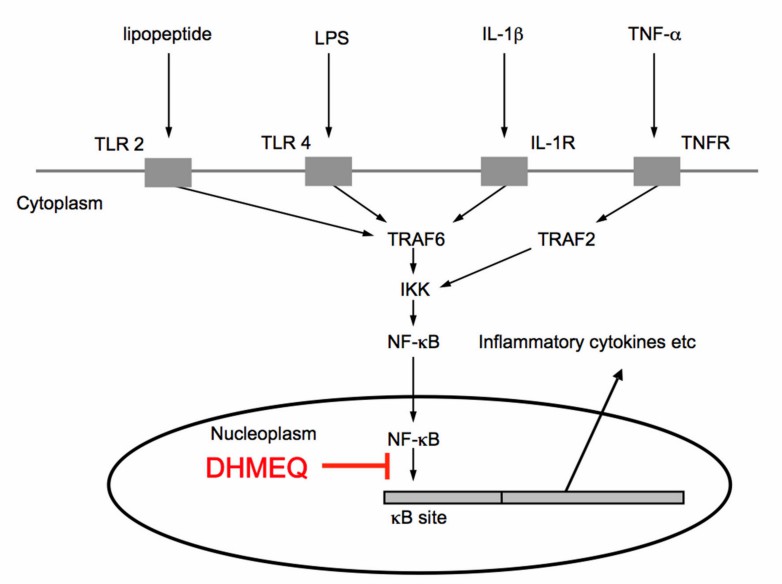 Signaling pathway for NF-κB activation and inhibition by DHMEQ.