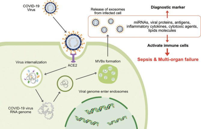 The involvement of exosomes on transmission, infection and release of virion particles and contents of diagnostic makers of COVID-19.