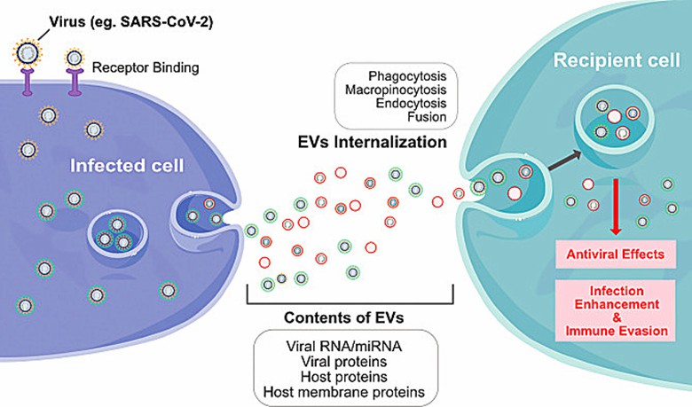 Schematic diagram represents interplay between infected cells and recipient cells through extracellular vesicles by various processes such as phagocytosis, macropinocytosis, endocytosis and fusion of viral particles.