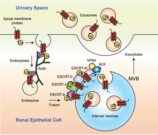 The mechanism of exosome formation and excretion.