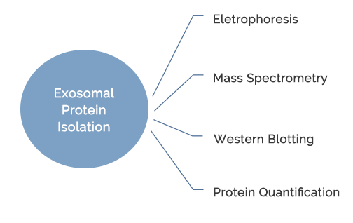  Exosomal Protein Isolation and Profiling