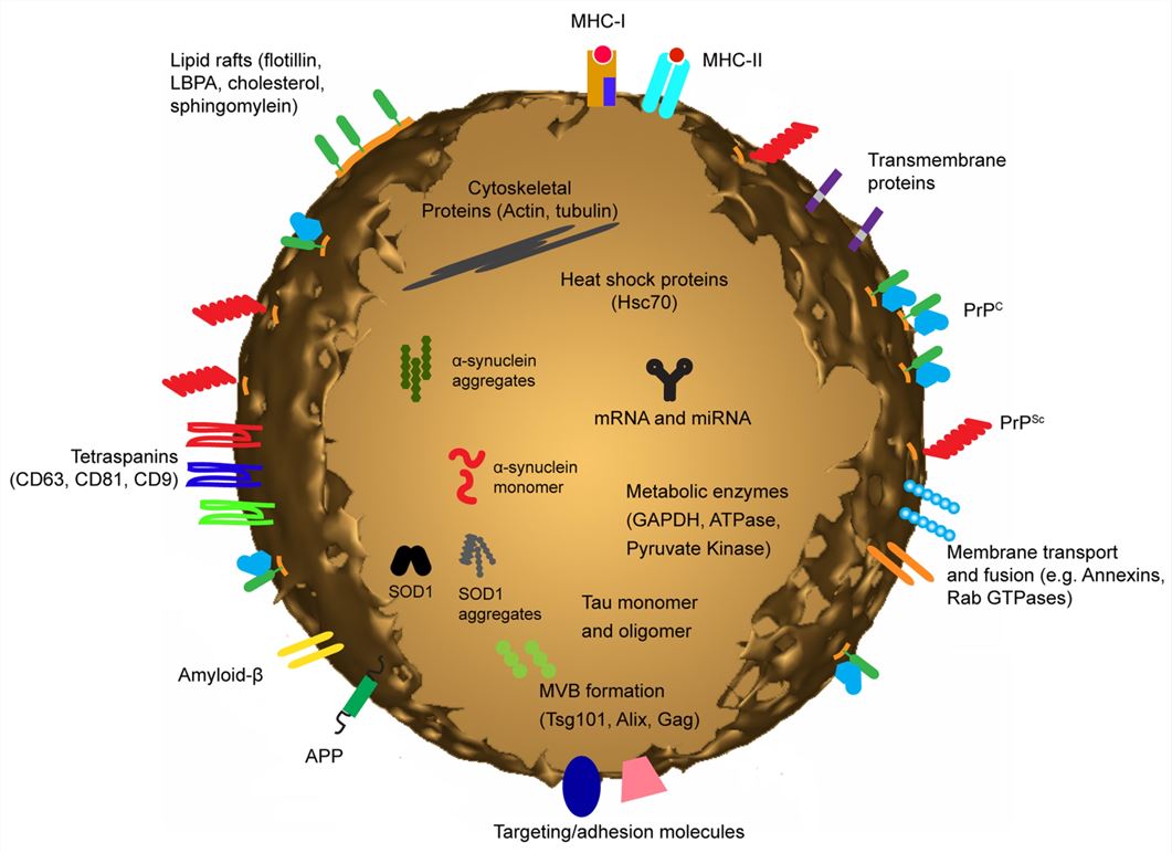 Molecular composition of exosomes.