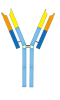 Exosome Antibody