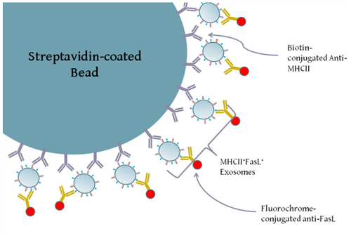 Diagram of exosome-bead capture experiments.