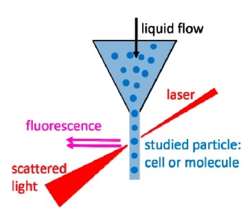 The principle of flow cytometry.