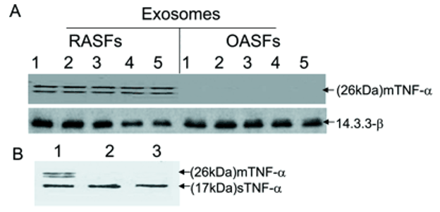 Identification of a membrane form of TNF-α on the RASF exosomes. Exosomes were analyzed by Western blotting with a monoclonal anti-TNF-α Ab (A) and the molecular mass of exosomal TNF-α is determined(B).