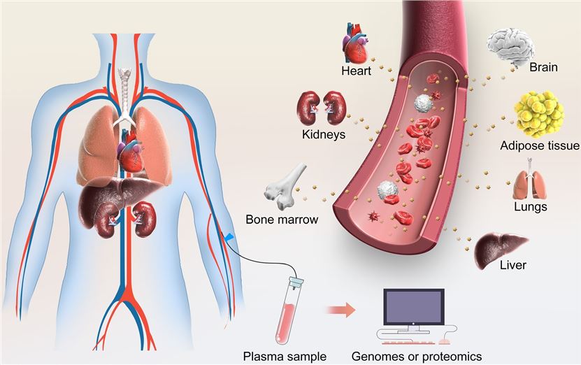 Long-distance communication of exosomes. (Zhang, et al., 2020)