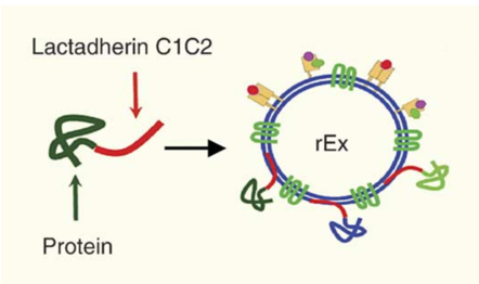 Schematic of Exosome targeting strategy using the C1C2 domain of Lactadherin. 