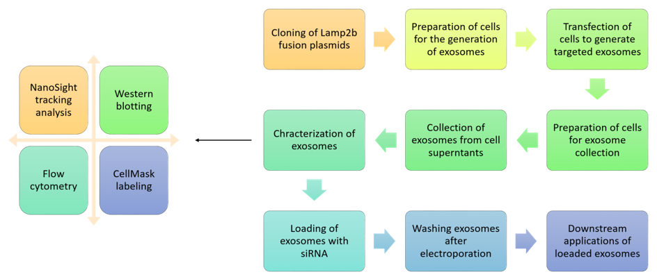 Flow chart depicting steps for exosome-mediated delivery of siRNA.