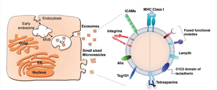 Membrane proteins on exosome surface.
