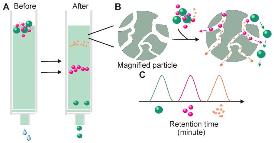 Size-exclusion chromatography for exosome isolation. (Yang, et al., 2020)