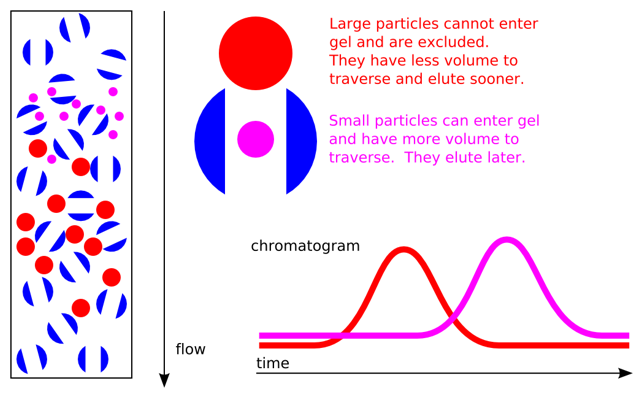 A cartoon illustrating the theory behind size exclusion chromatography.