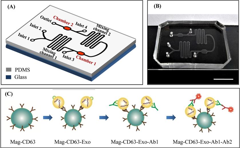 Chip design and principle for exosome capture and detection.