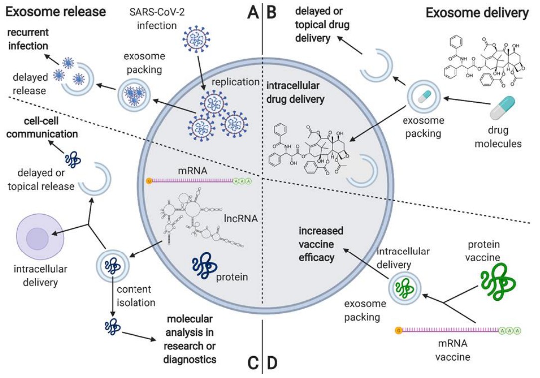 Description of COVID-19 related to exosomes.