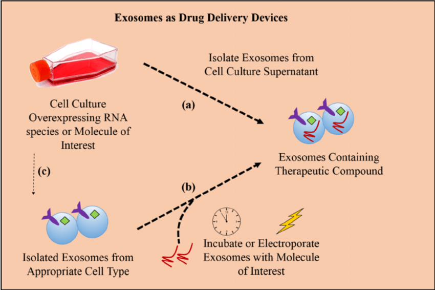 Loading exosomes with therapeutic cargo can be achieved in two ways.