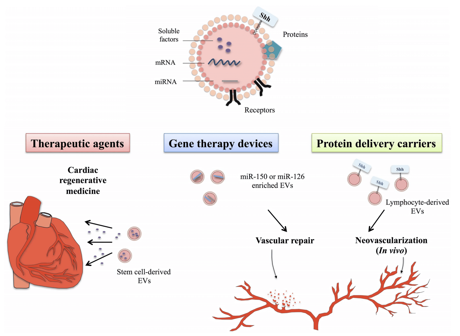 Therapeutical potential of extracellular vesicles in the context of cardiovascular disorders.