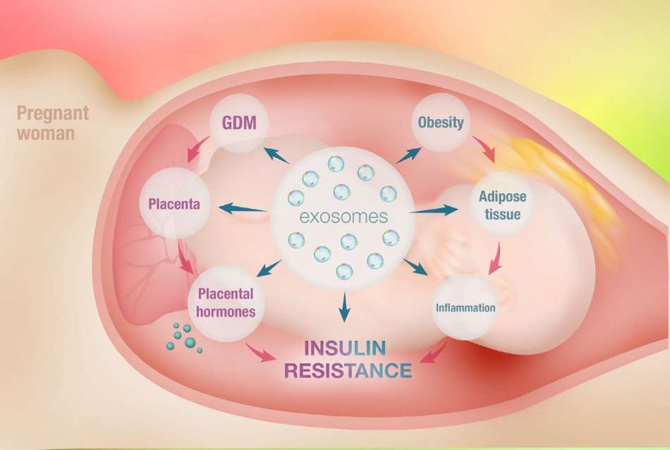 Communication functions of adipose tissue-derived exosomes. (Jayabalan, et al., 2017)