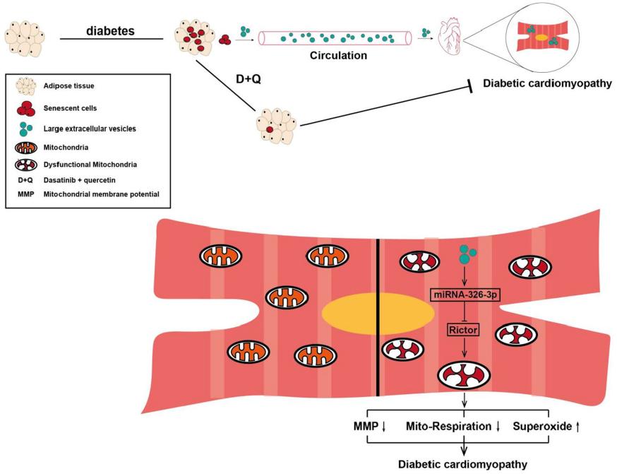 Senescent fat exacerbates myocardial metabolism in diabetic mice.