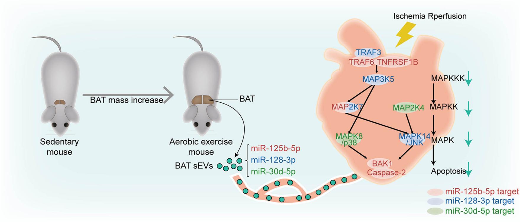 Brown AT-EXO alleviate myocardial injury.
