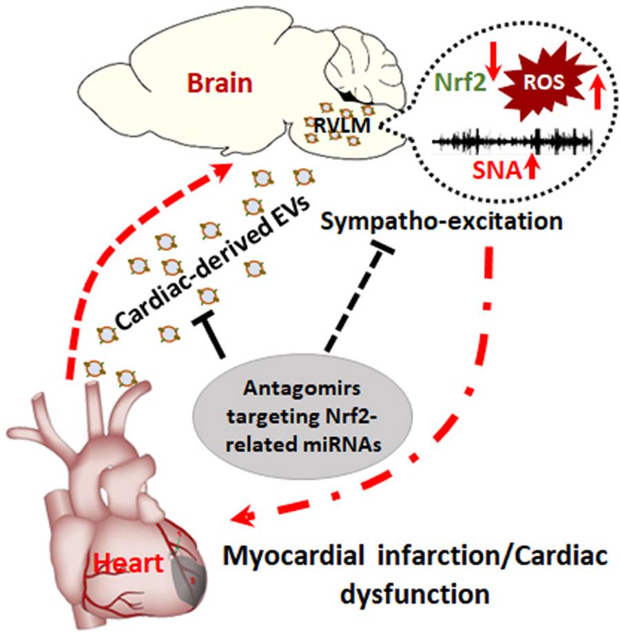 A schematic overview of a heart-brain communication pathway that modulates central Nrf2 and oxidative stress in presympathetic neurons.