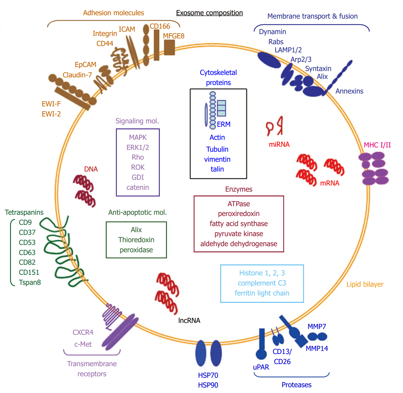 Biogenesis, secretion and molecular composition of exosomes.
