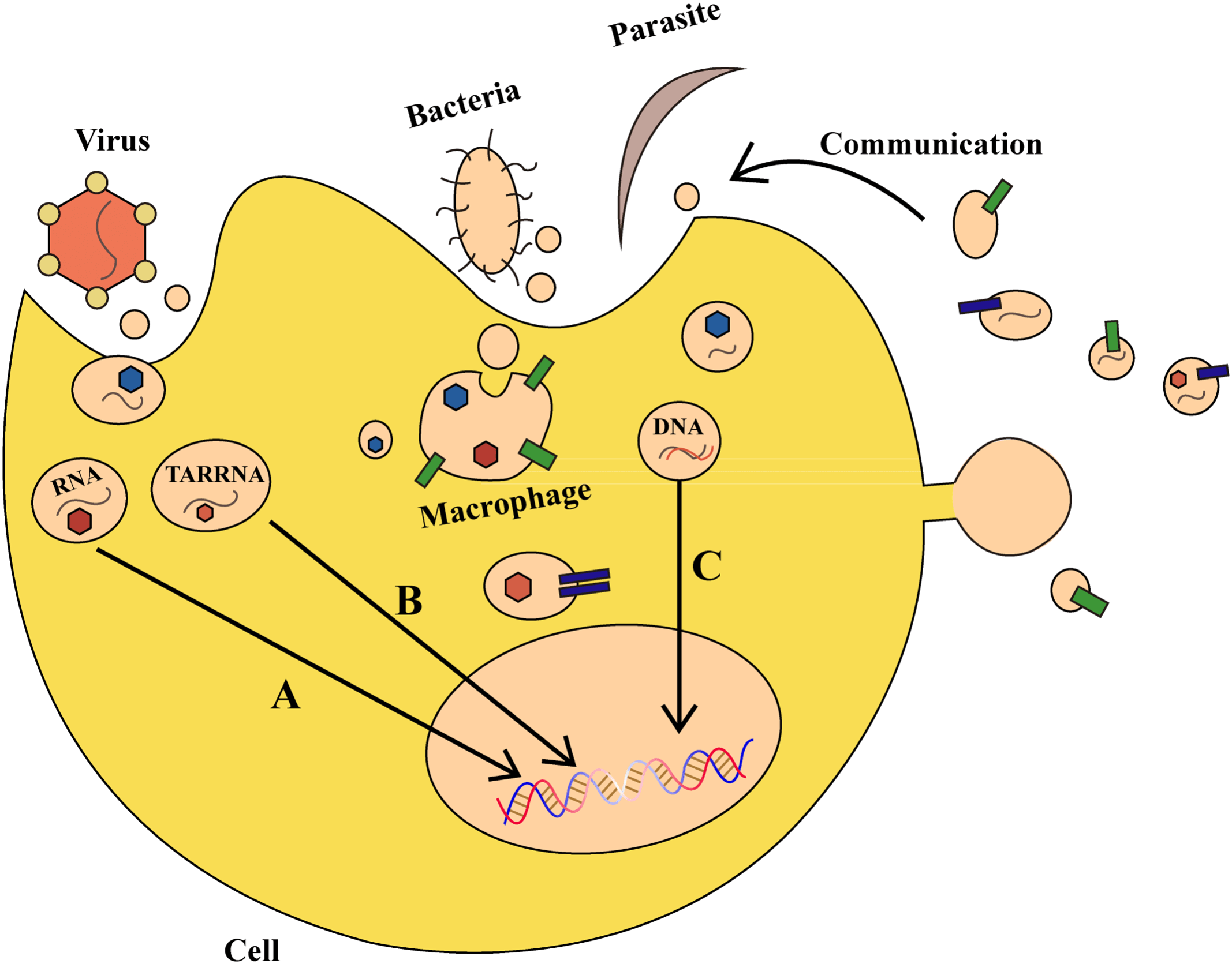 The role of exosomes in bacterial, parasitic, or viral infections.