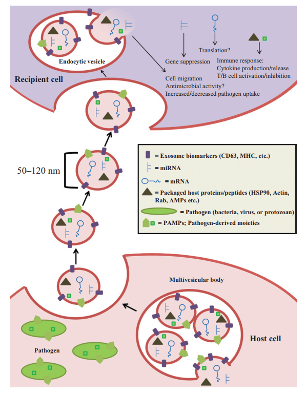 Diagram of exosome-mediated intercellular communication during infection.