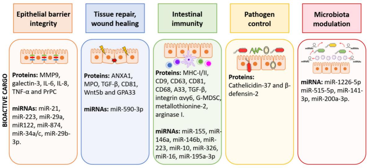 Fig.1 Role of EVs in the gut environment. (Diaz-Garrido, et al., 2021)