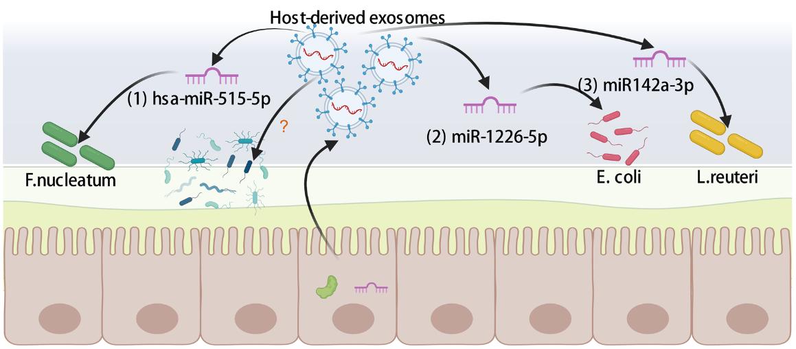 Fig.2 Exosomal influence on gut microbiota. (Zhang, et al., 2023)