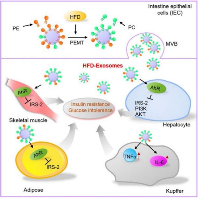 Fig.3 Exosomes from intestinal epithelial cells in high-fat diet mice. (Kumar, et al., 2021)