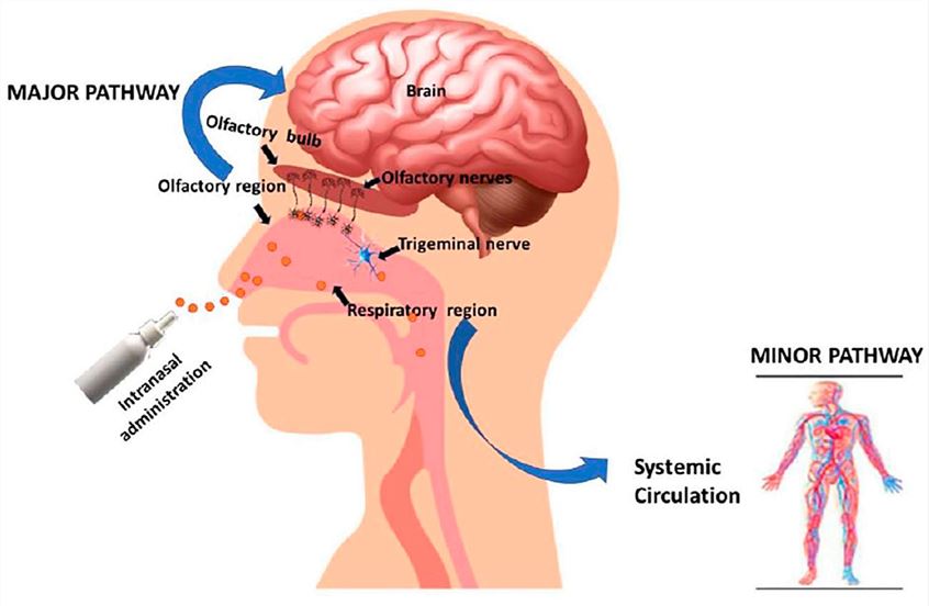 Principle of nasal drug delivery. (Pandey, et al., 2022)