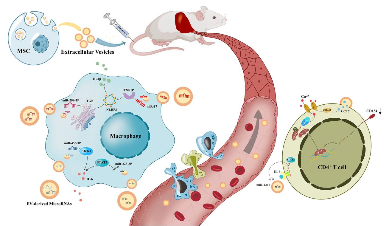 Fig.1 The process of immune regulation by mesenchymal stem cell-derived extracellular vesicles on the liver.