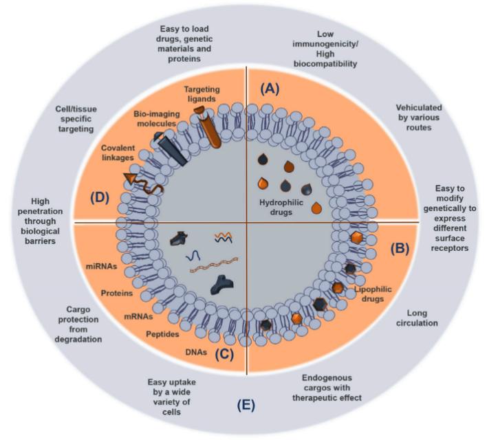 Fig.1 sEV cargoes and advantages as delivery systems of functional and therapeutic molecules.