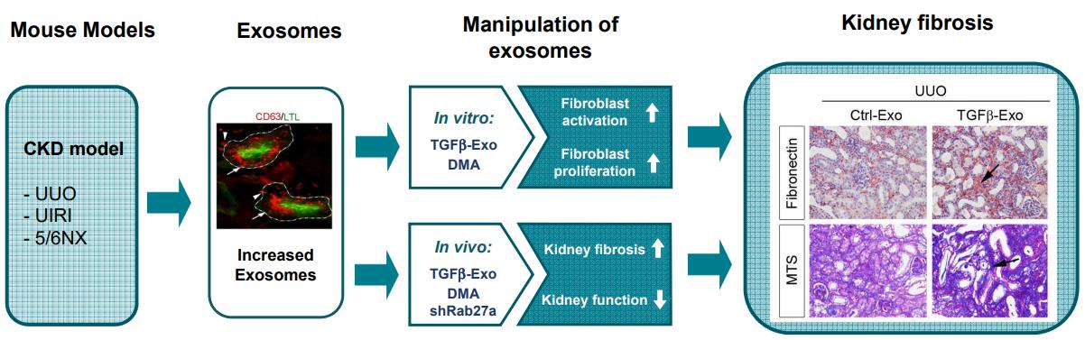 Mechanism of renal tubular exosome function.