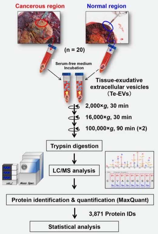 Proteome-wide characterization of kidney tissue exudative EVs.