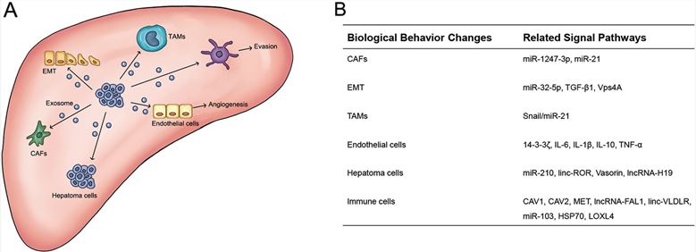 Functions of exosomes derived from hepatocellular carcinoma. (Wang, et al., 2019)
