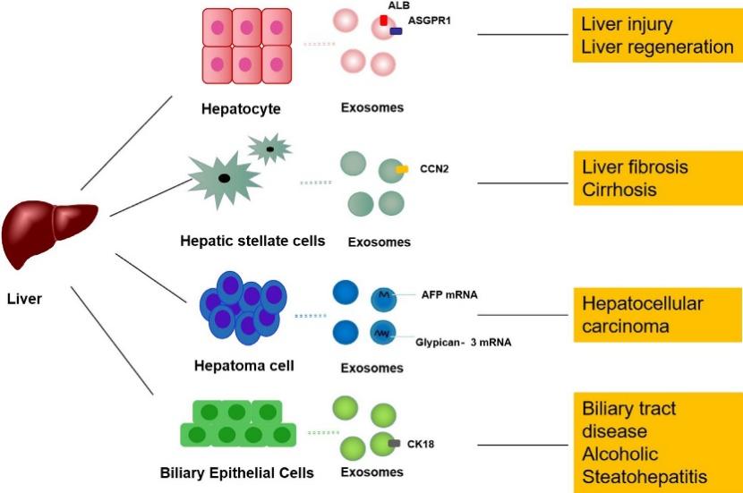 Fig.2 Exosomes derived from liver cells are involved in the pathogenesis of liver diseases and may serve as diagnostic markers and therapeutic targets.