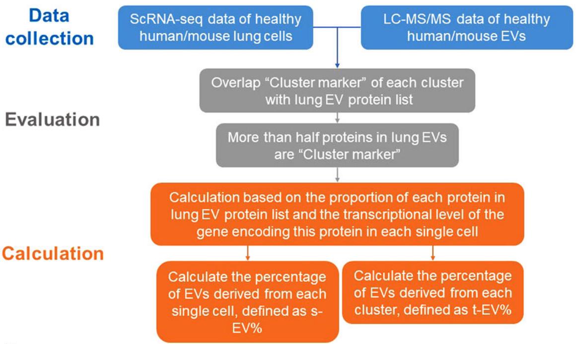 Lung tissue EVs origin assessment.